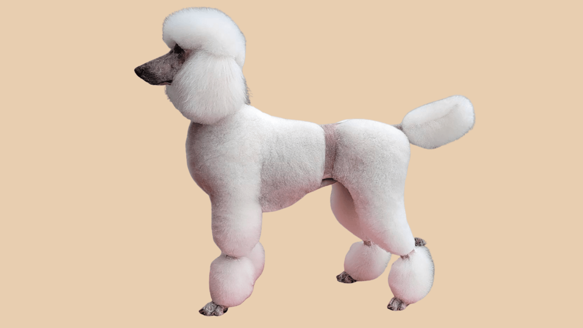 white poodle with a dutch cut