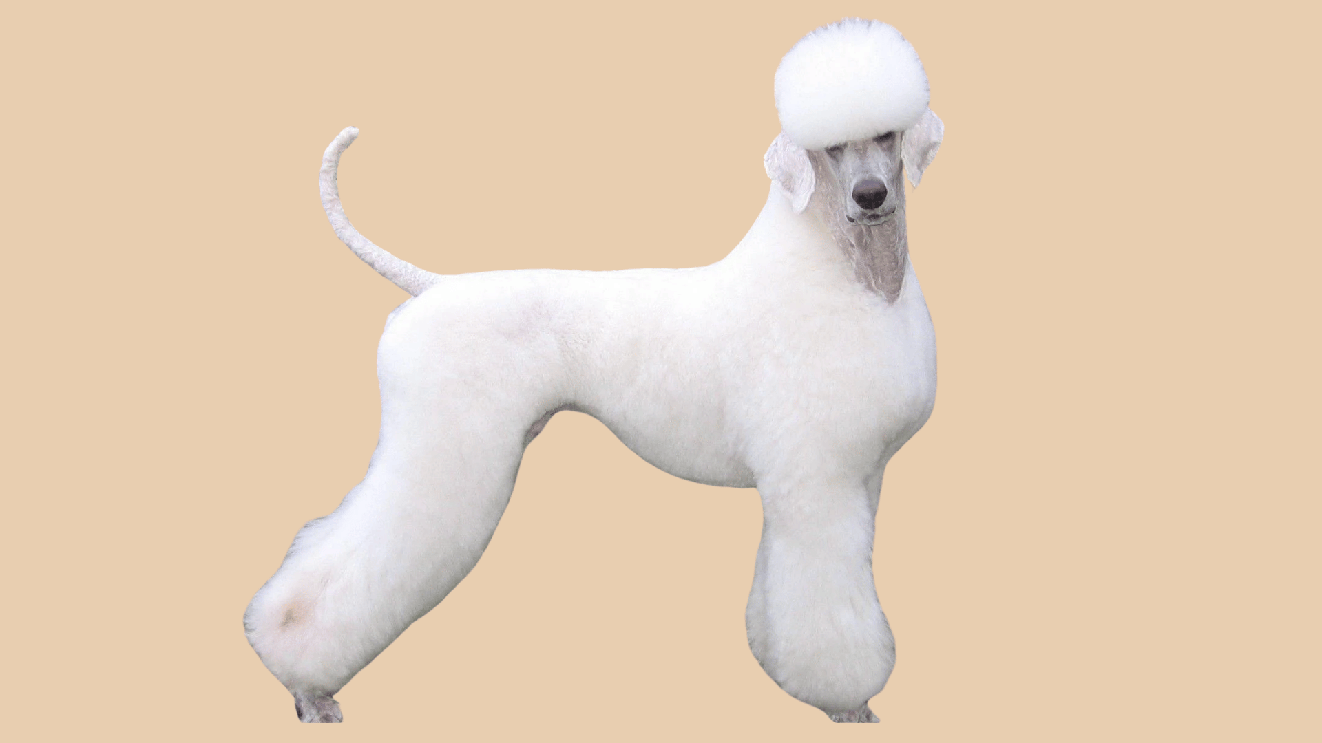 white poodle with a german cut (1)