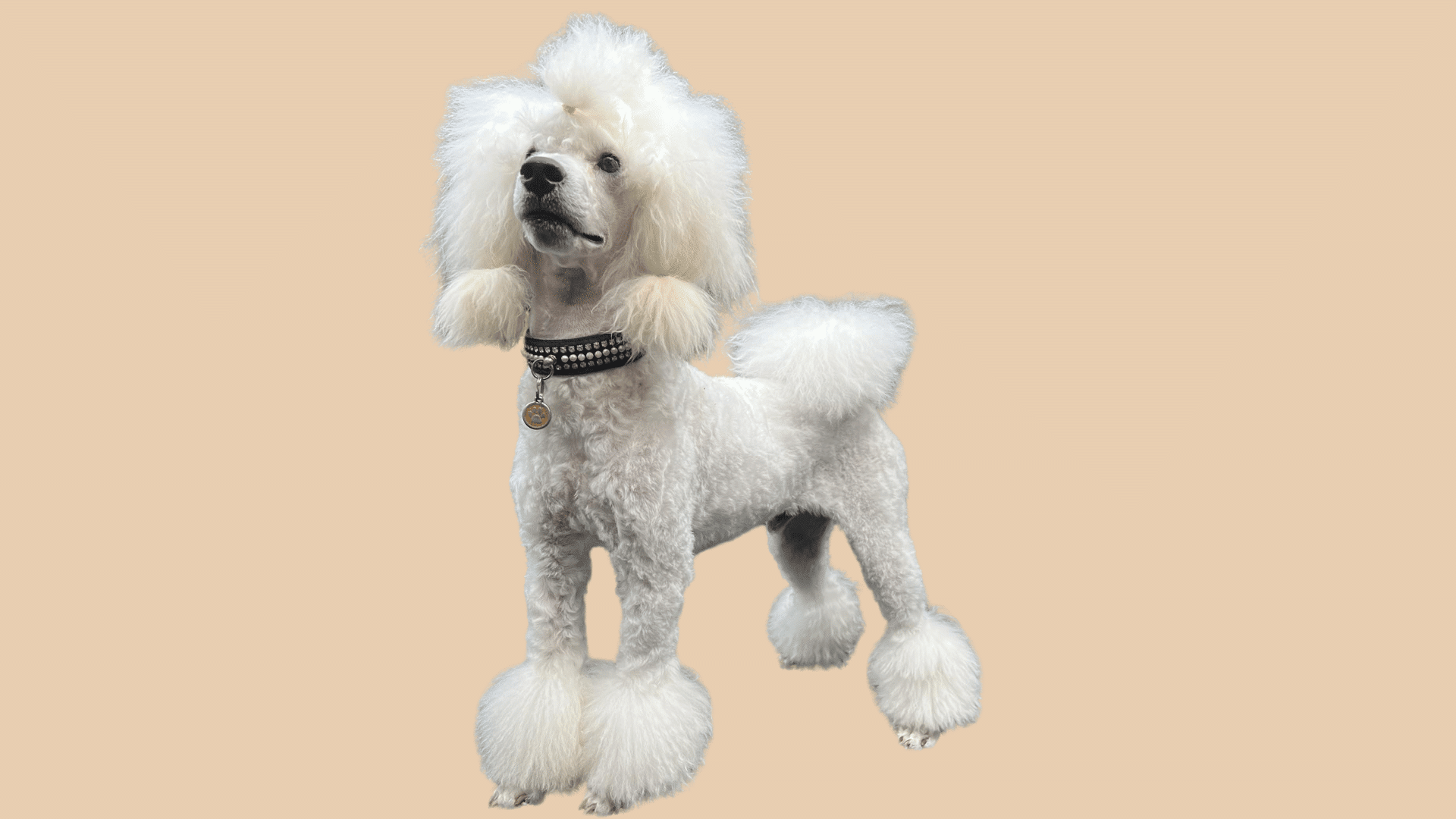 white poodle with a miami cut