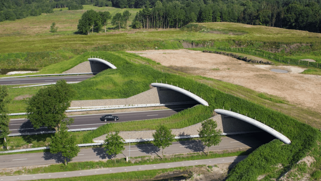 wildlife overpasses crossing a highway connecting forest habitats and supporting safe animal movement