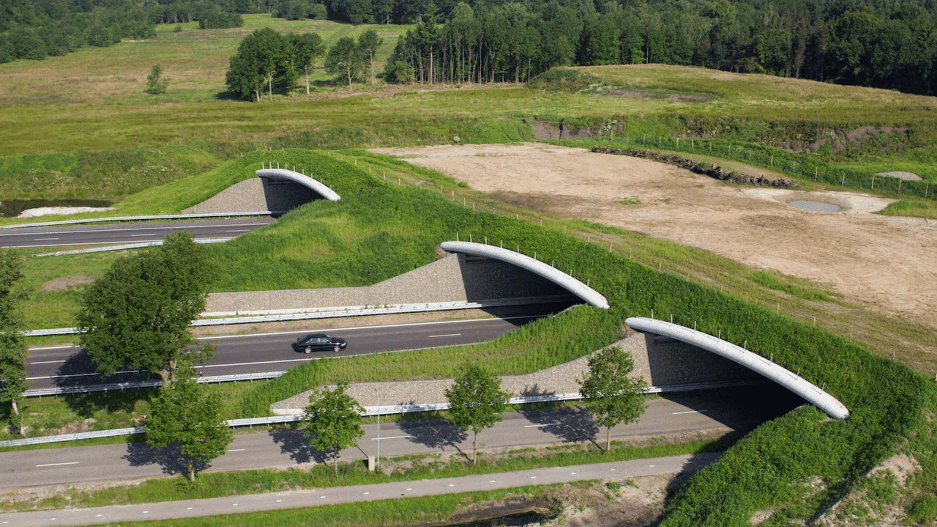 wildlife overpasses crossing a highway connecting forest habitats and supporting safe animal movement