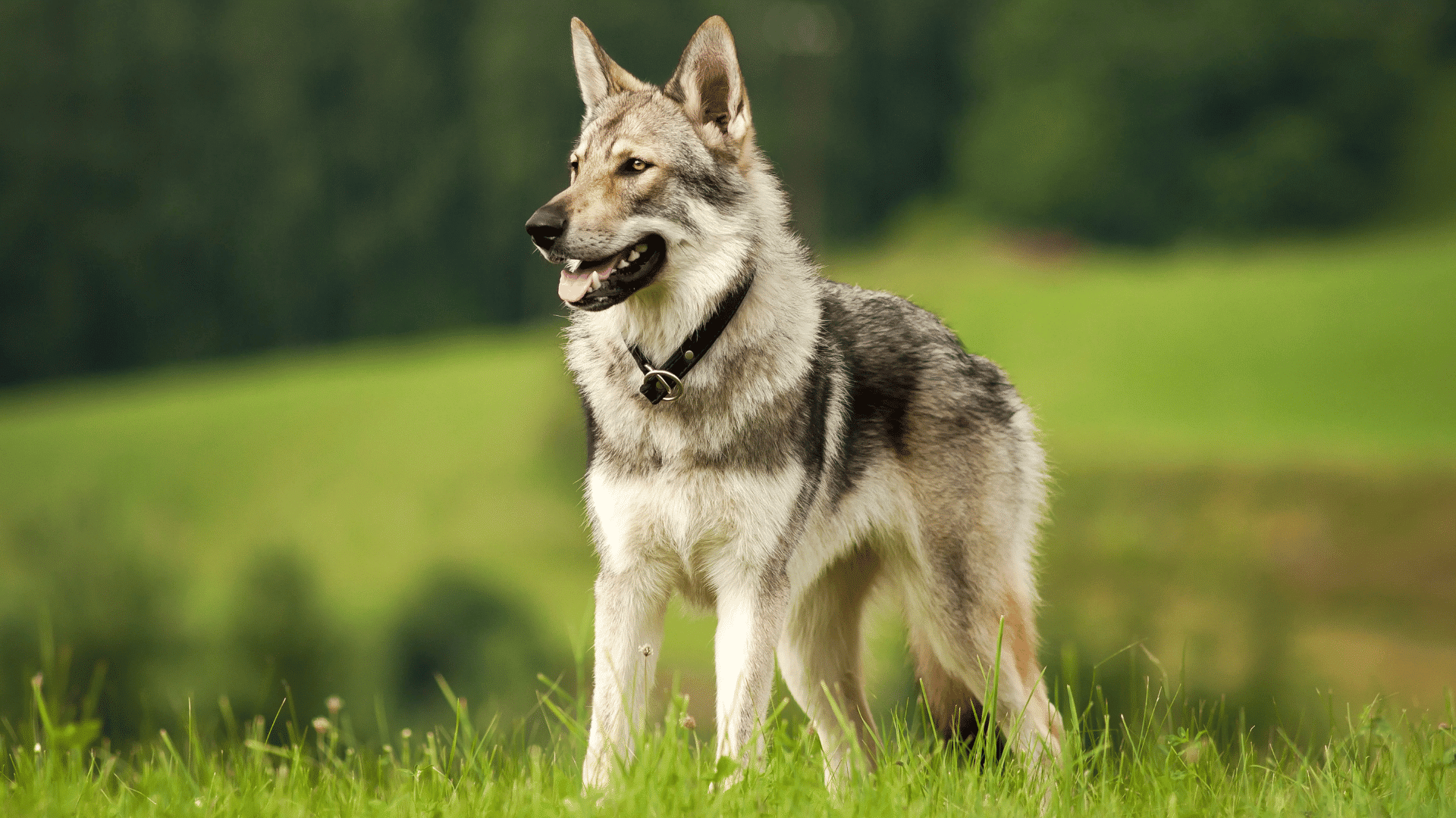 wolf dog standing in green grass with alert ears and thick gray coat in an open field forest backdrop