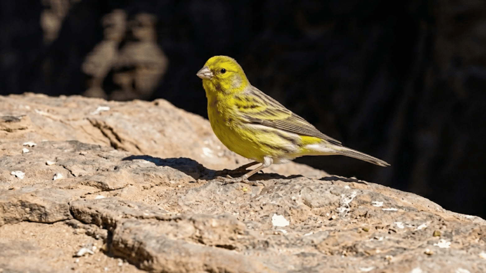 yellow pet bird sitting on a rocky surface with soft sunlight and dark natural background outdoors