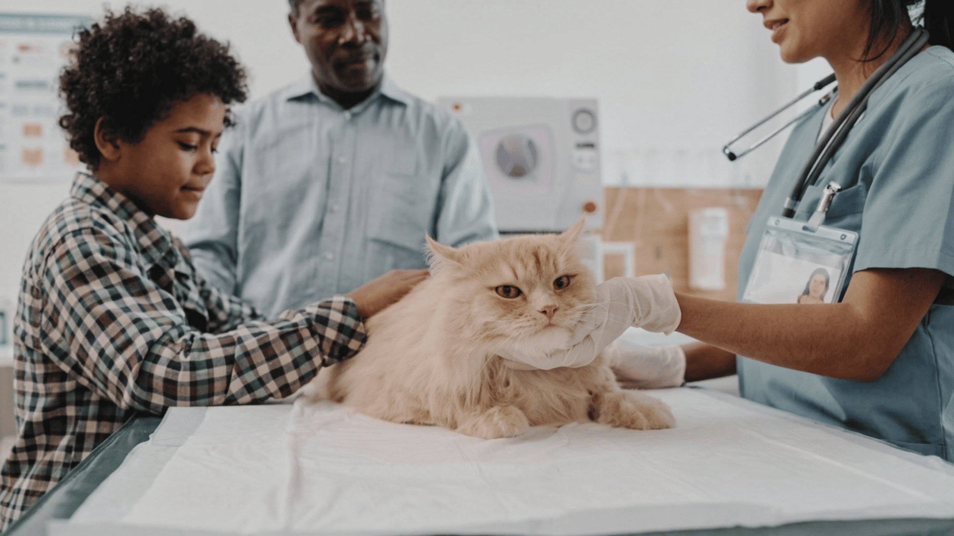 young child and veterinarian gently examine a fluffy cat on a table while an adult watches nearby