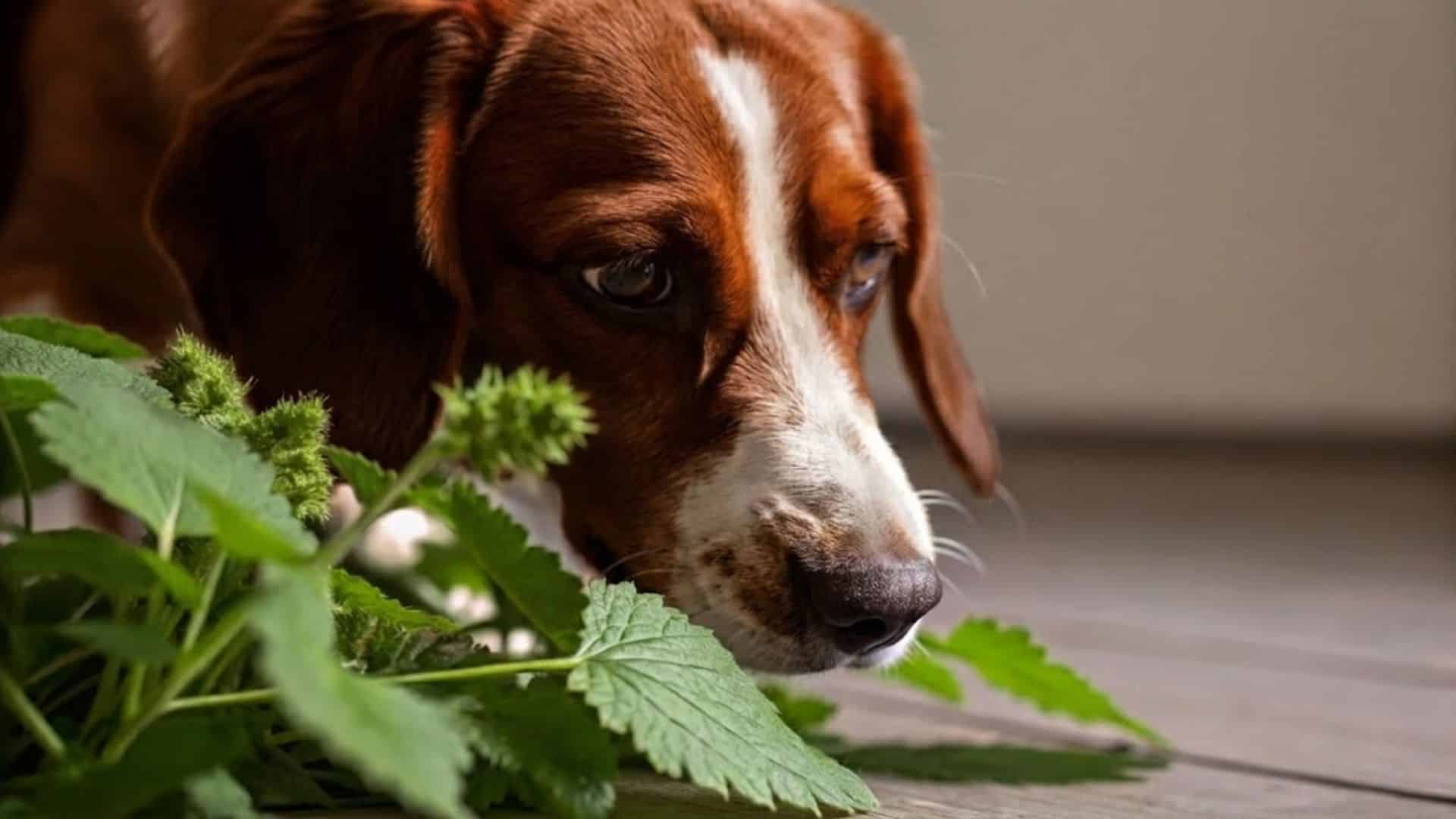 a beagle dog sniffing fresh catnip leaves on a wooden floor with focused eyes showing curiosity in soft indoor lighting