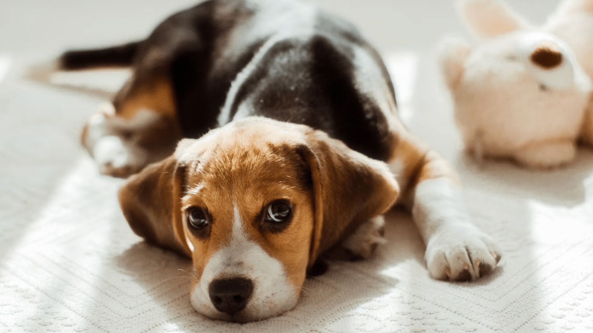a beagle puppy lying on a soft white blanket with a plush pig toy nearby in bright natural light