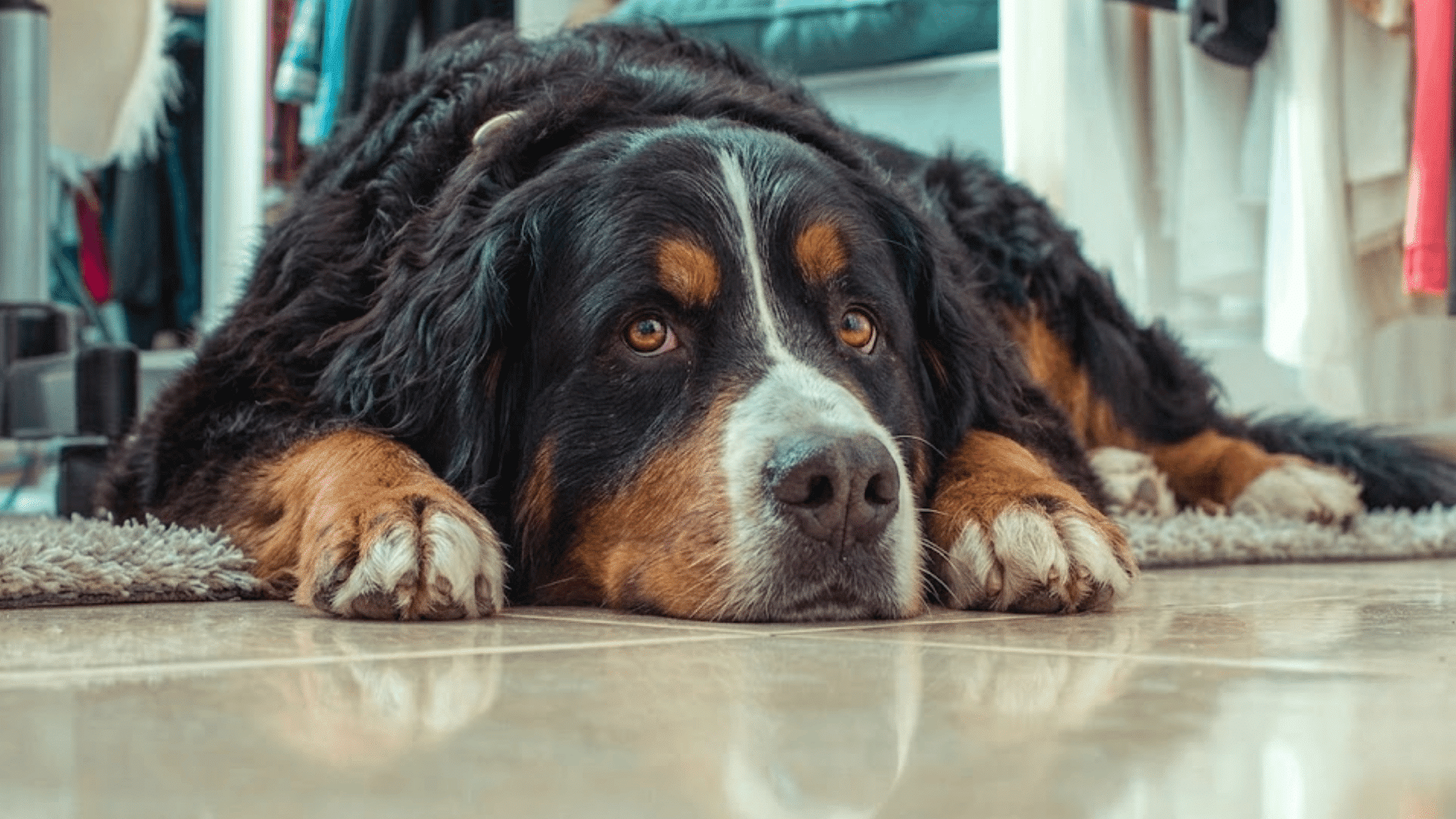 a bernese mountain dog lying on a tiled floor with its head down inside a closet surrounded by hanging clothes