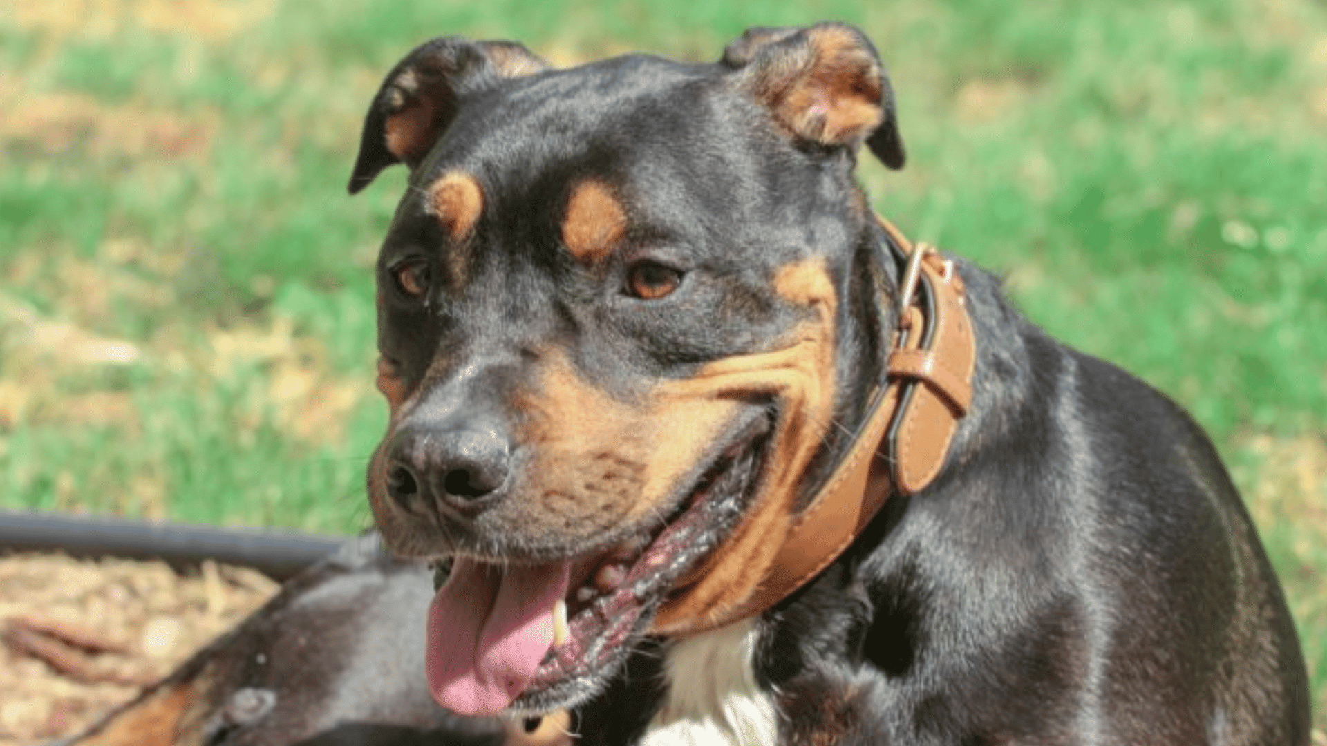 a black and tan dog wearing a brown collar resting outdoors with its mouth open and tongue out looking alert and friendly