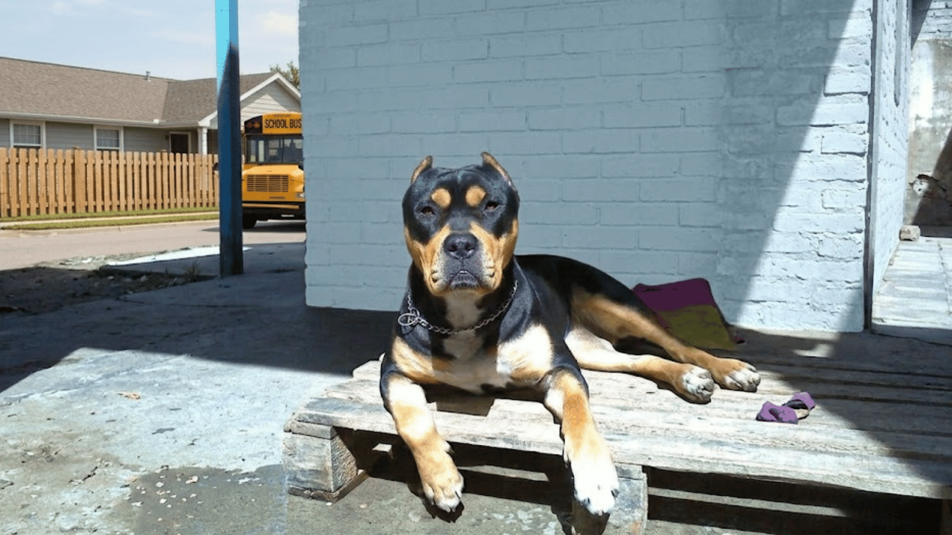 a black and tan dog with cropped ears lying on a wooden platform outside a building looking calmly toward the camera