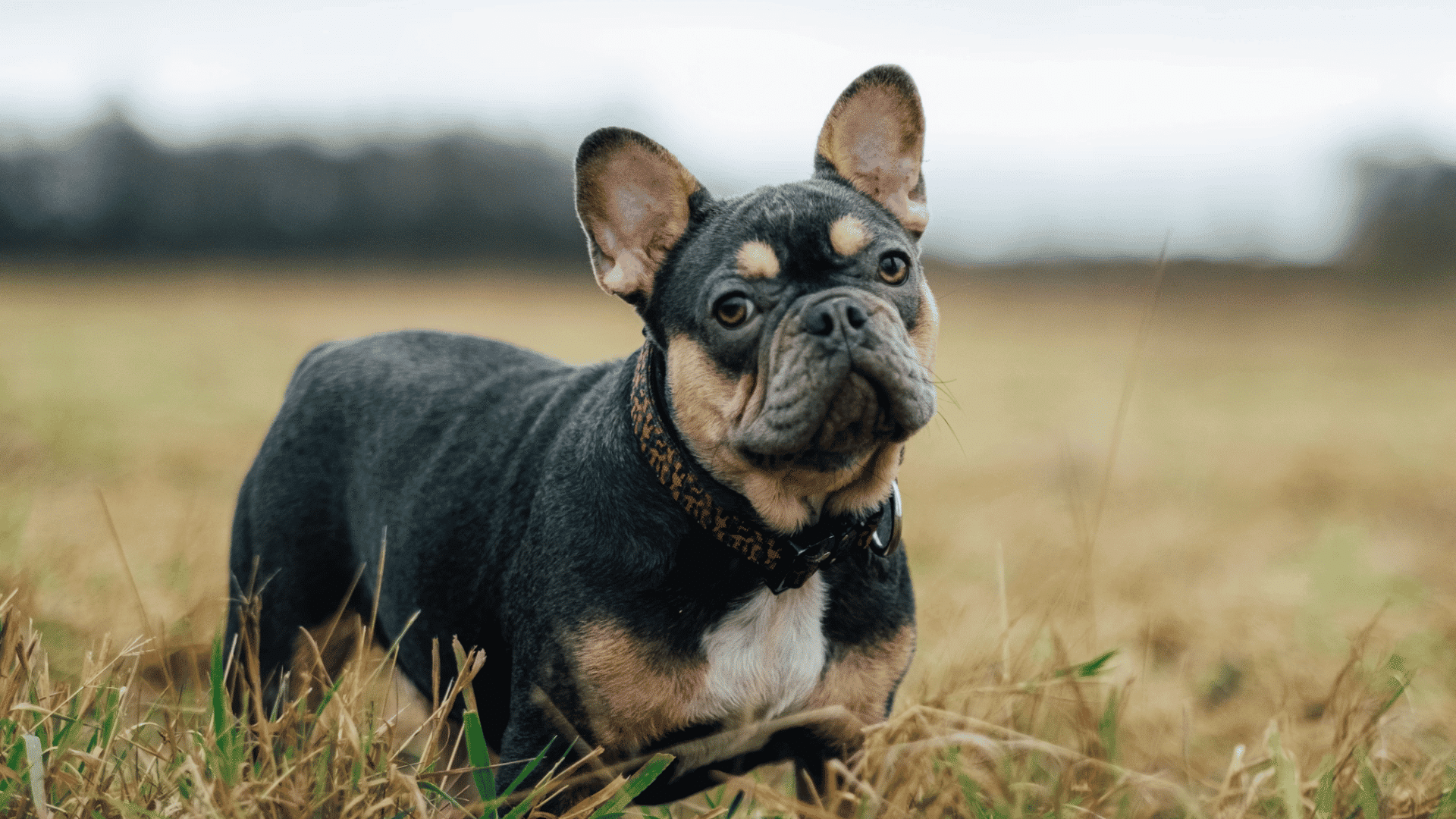 a black and tan french bulldog wearing a collar stands in a grassy field looking toward the camera with alert ears
