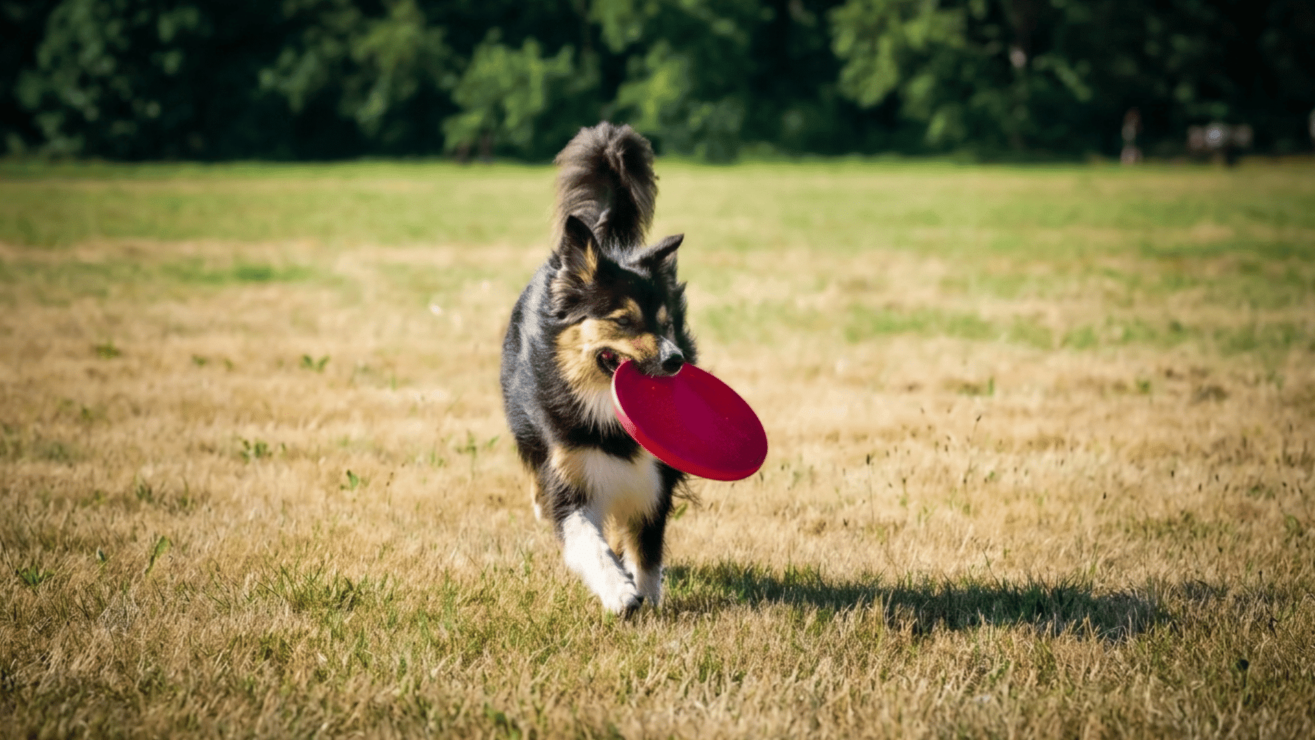 a black and white dog running with a red disc in its mouth across a grassy field
