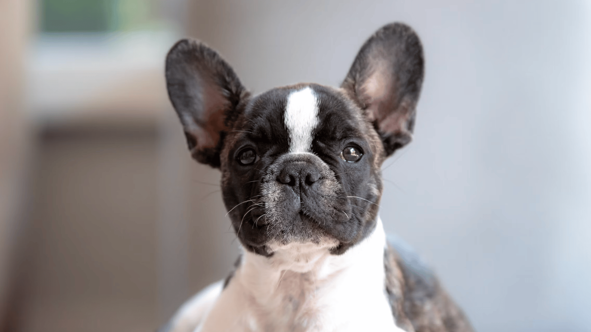 a black and white french bulldog puppy looking at the camera with upright ears and soft indoor background (1)