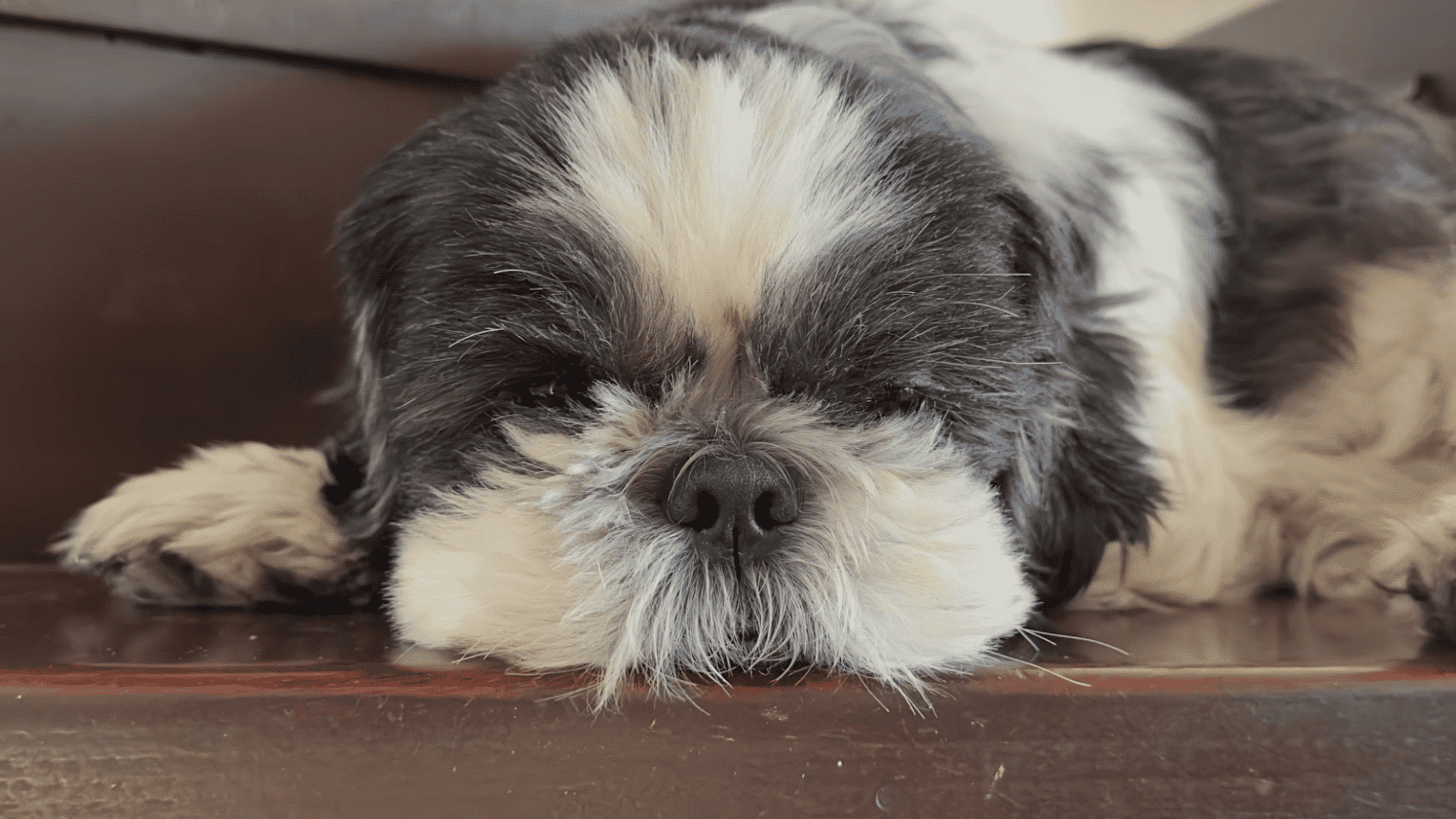 a black and white shih tzu rests its head on a wooden step while relaxing with sleepy half closed eyes