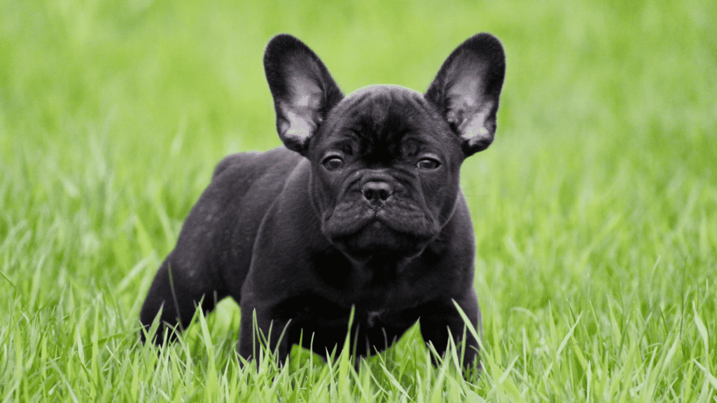 a black french bulldog puppy standing in bright green grass and looking forward with upright ears