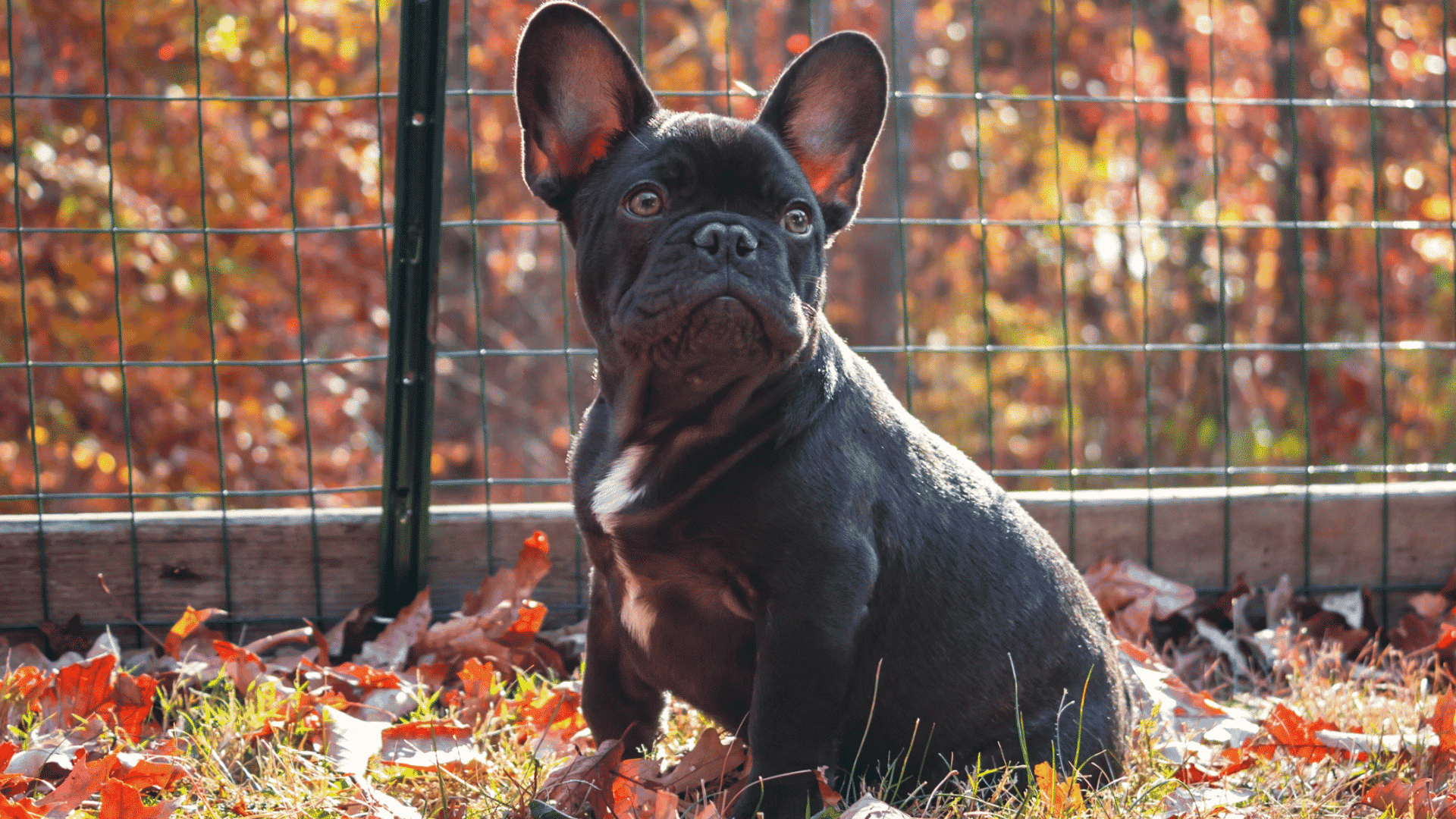 a black french bulldog sitting outdoors by a wire fence with autumn leaves and sunlight behind it (1)
