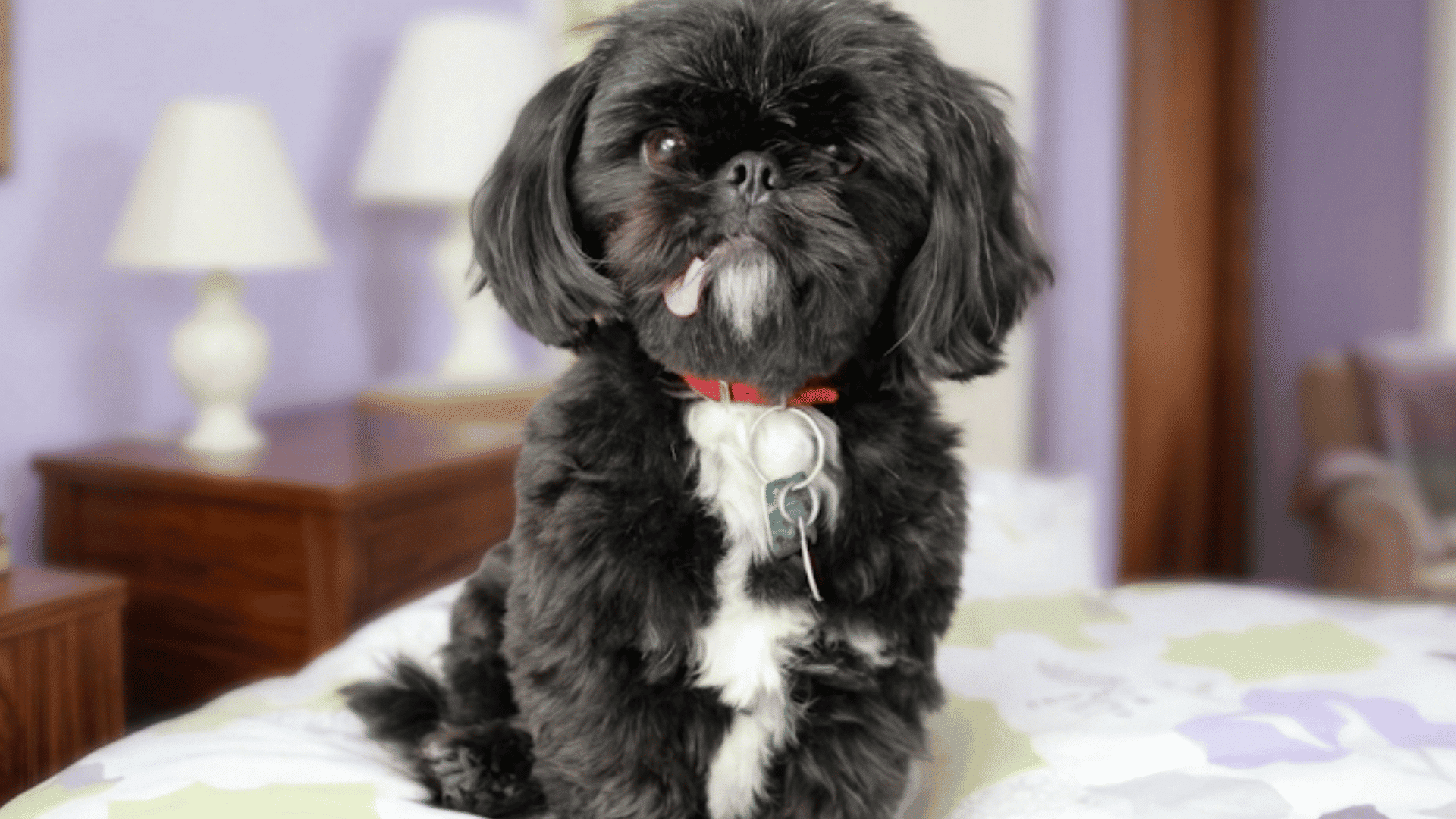 a black shih tzu with a white chest sits on a bed wearing a red collar with its tongue slightly sticking out