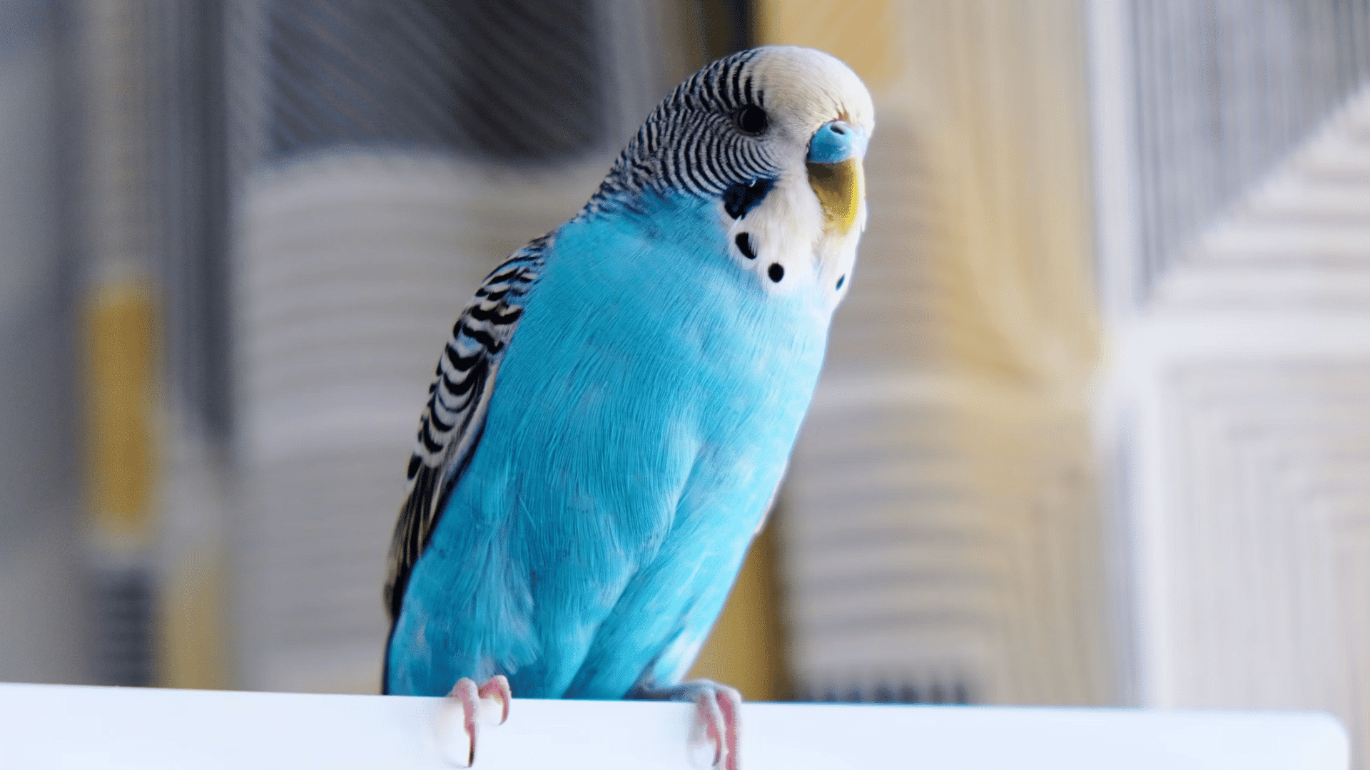 a blue budgerigar perched on a white rail with bright feathers and striped markings against a softly blurred background