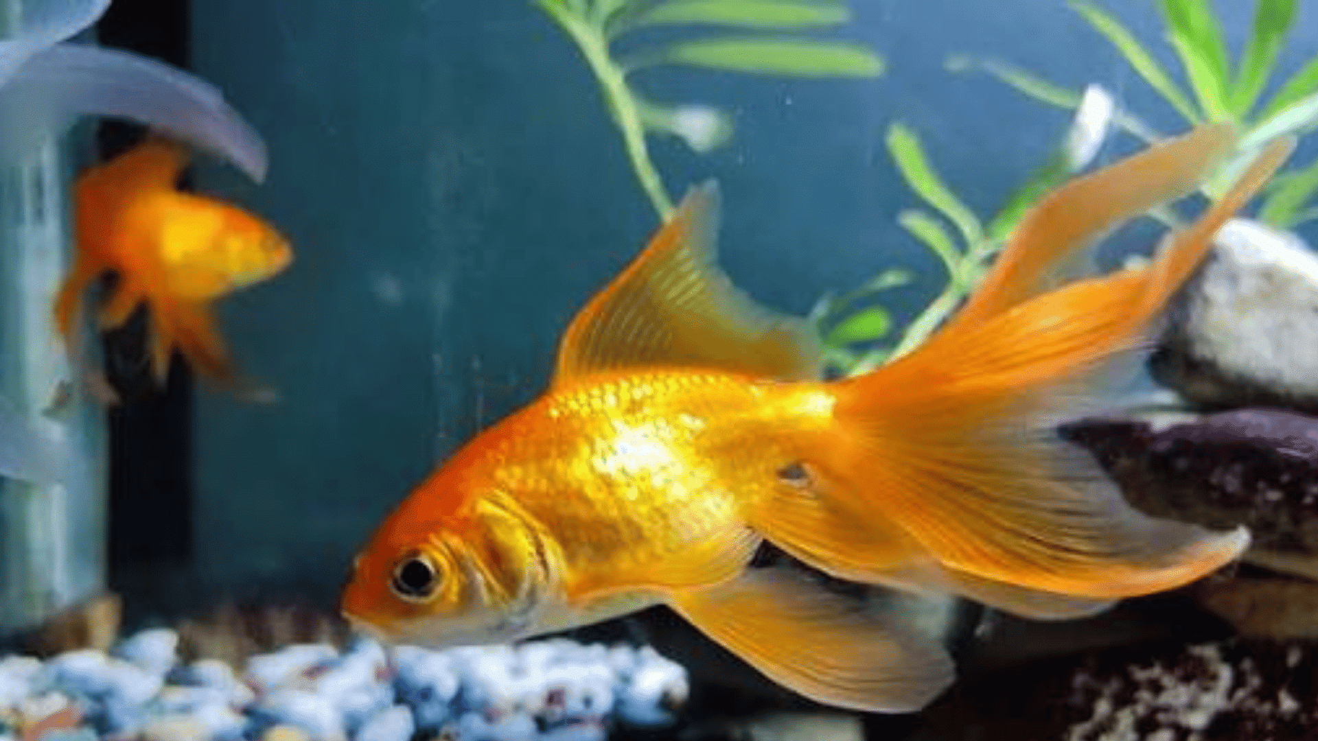 a bright orange goldfish swimming through a home aquarium above colorful gravel with green plants and rocks