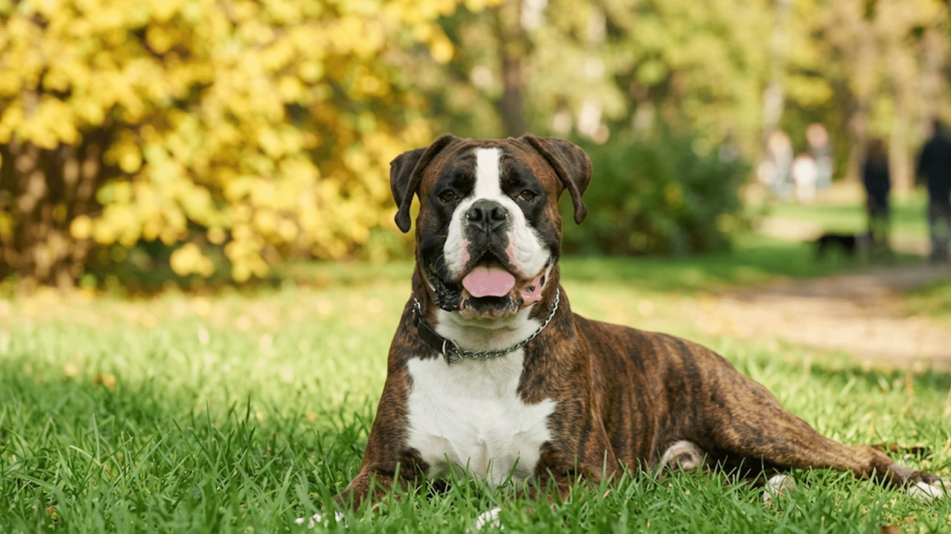 a brindle boxer dog lying on green grass with tongue out in a sunny park surrounded by trees