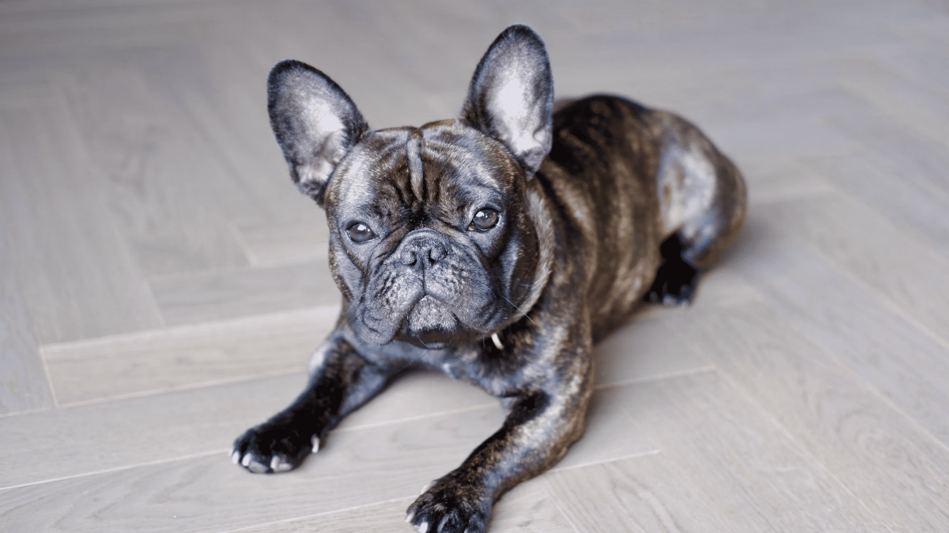 a brindle french bulldog lying on a light wood floor and looking toward the camera with alert ears