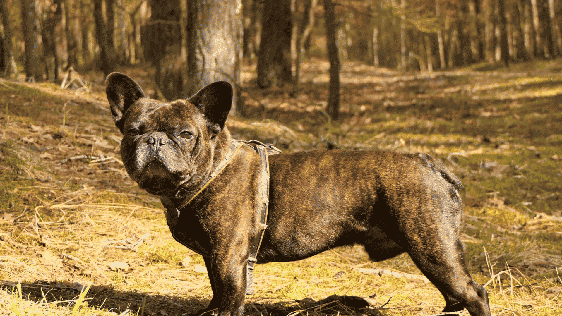 a brindle french bulldog standing in a sunlit forest wearing a harness and looking at the camera