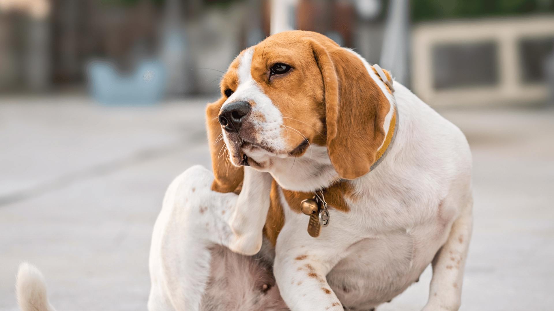 a brown and white beagle dog sitting on a concrete ground outdoors and scratching its neck with a hind leg