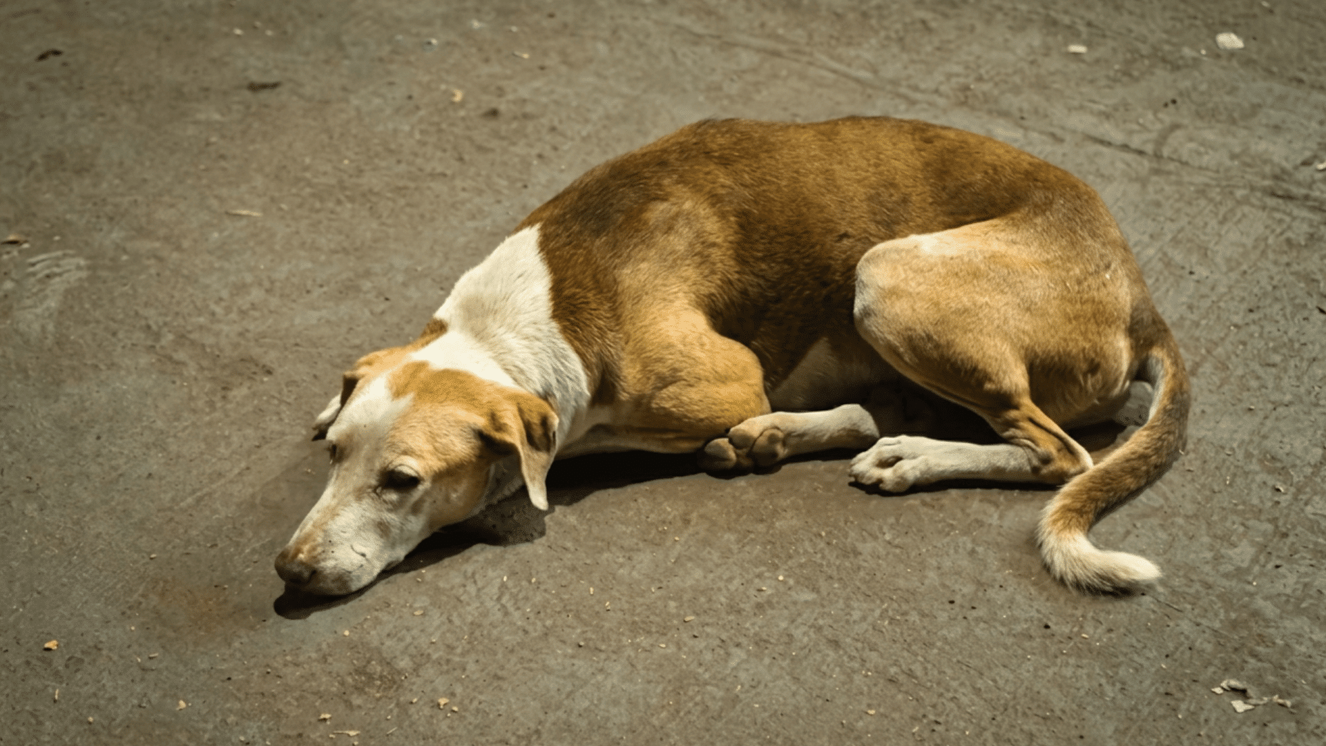 a brown and white dog sleeping curled up on a concrete ground