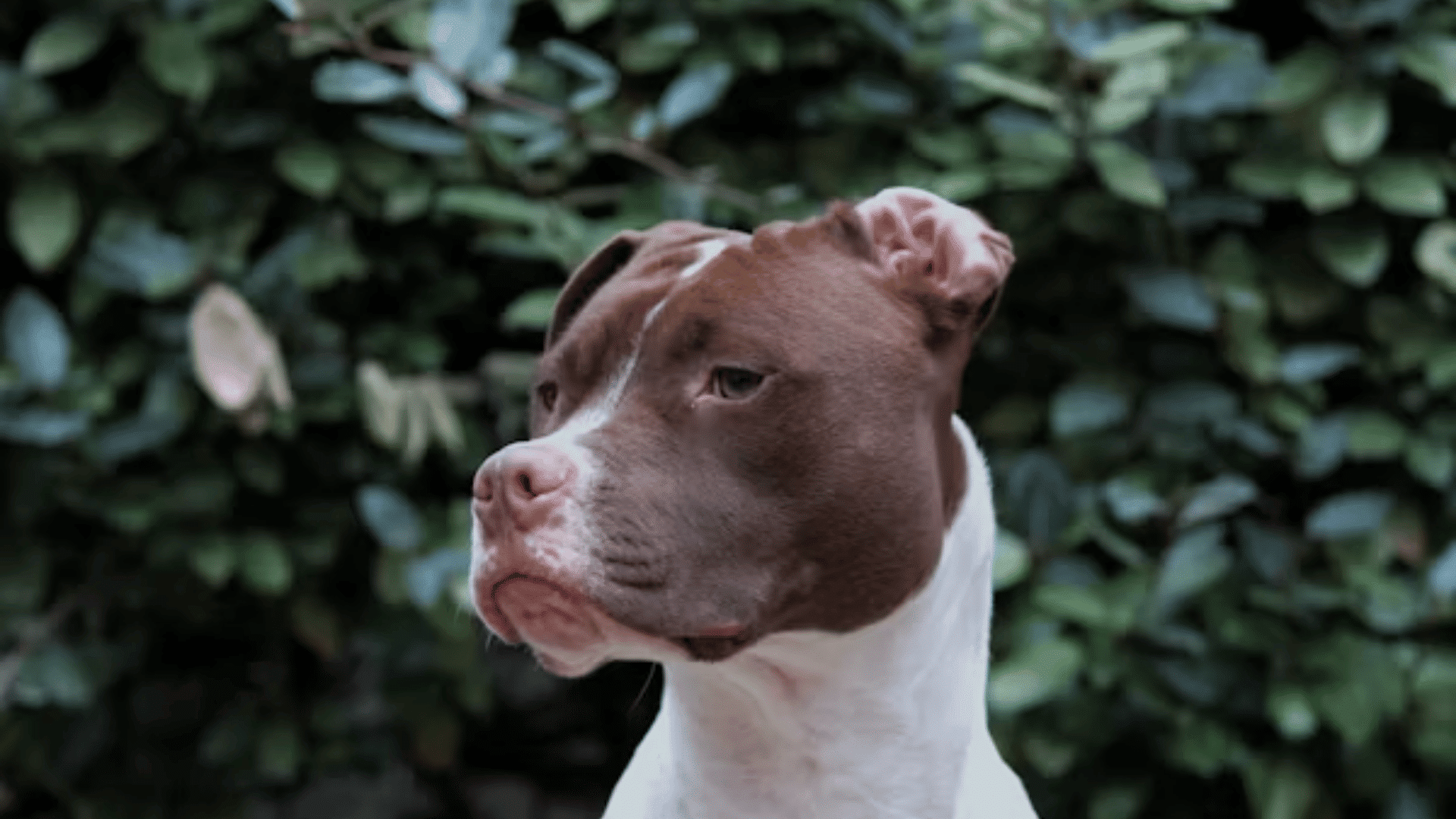a brown and white dog stands outdoors looking to the side near leafy bushes