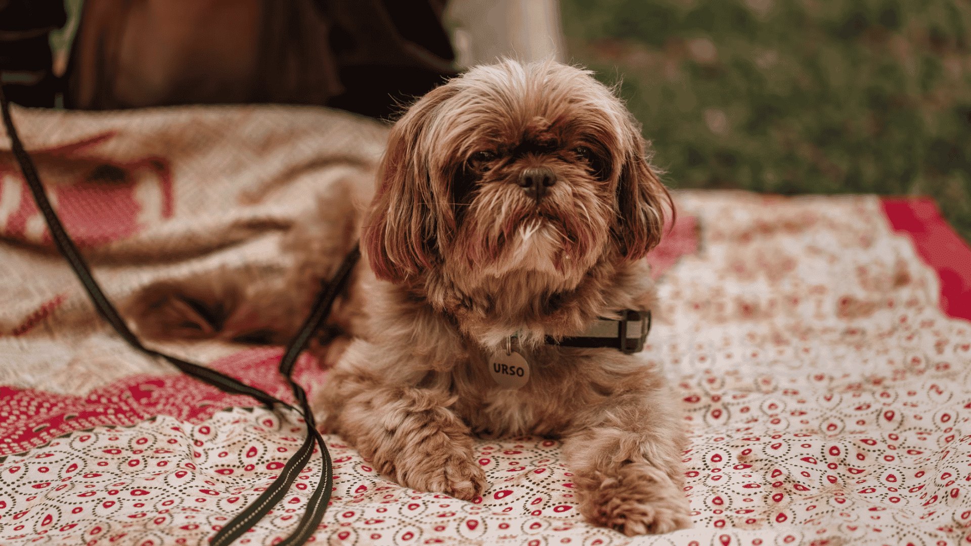 a brown and white shih tzu lies on a patterned picnic blanket outdoors wearing a collar and looking forward