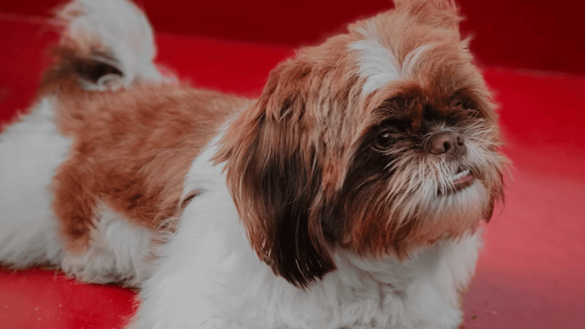 a brown and white shih tzu lies on bright red steps with its front paws crossed and a calm expression