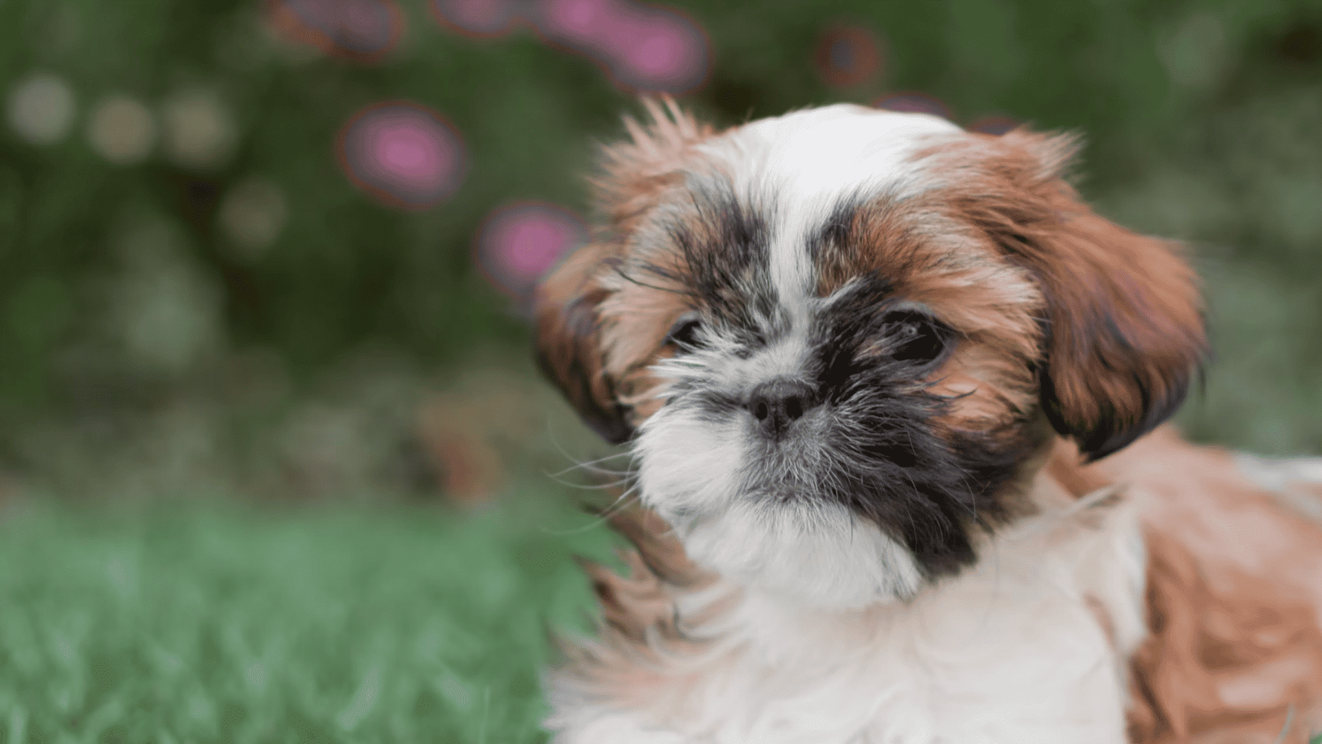 a brown and white shih tzu puppy lies on green grass with a blurred garden background looking gently ahead