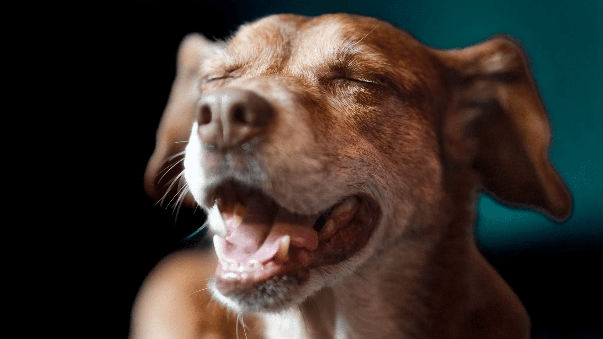 a brown dog with eyes closed wheezing  broadly showing teeth and tongue in a close up portrait with a dark background