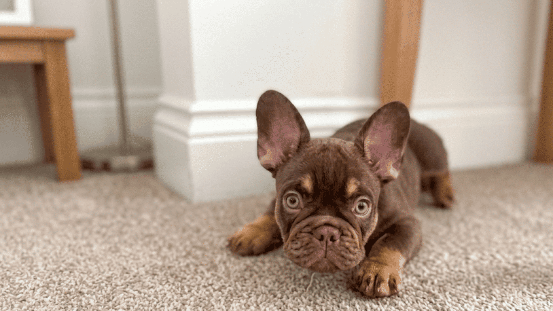 a brown french bulldog puppy lying on carpet with wide eyes and upright ears near a table leg