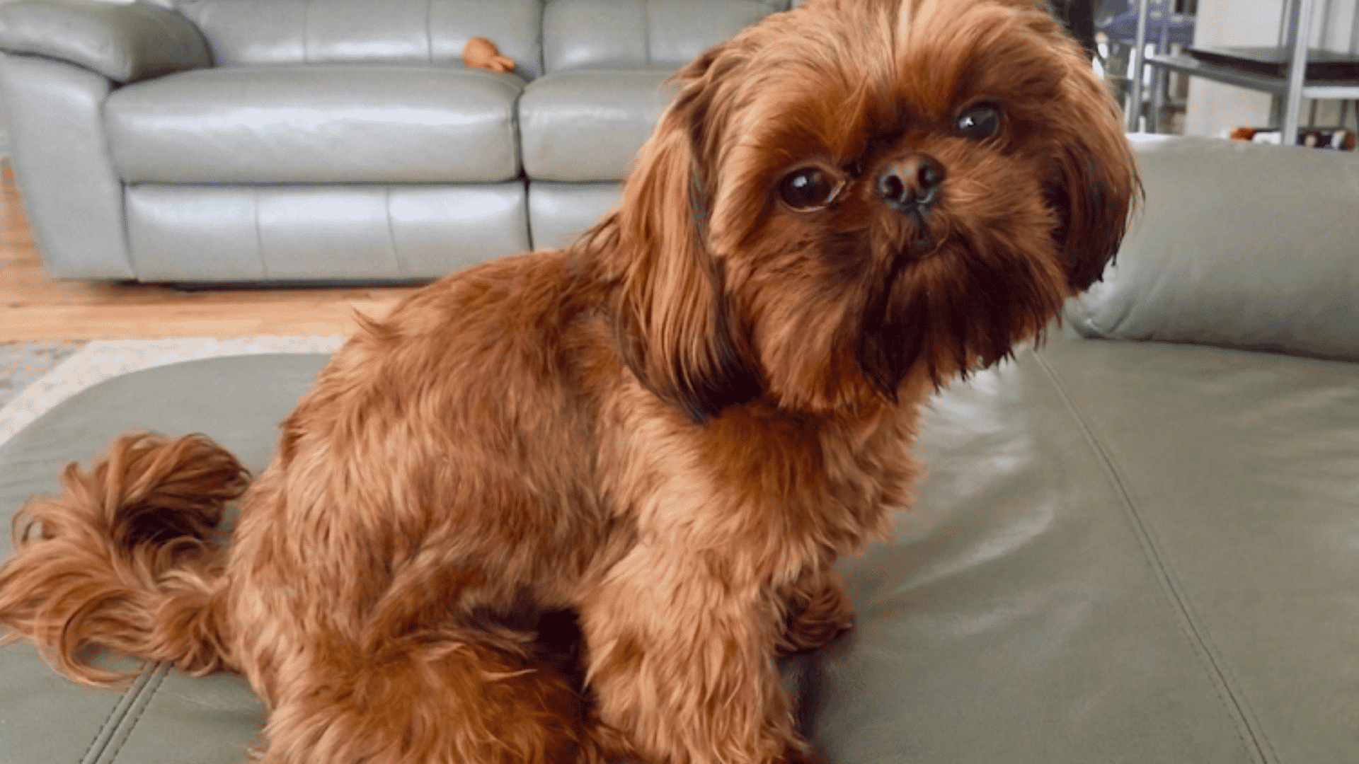 a brown shih tzu sits on a sofa while being gently held by a person indoors with a calm curious expression