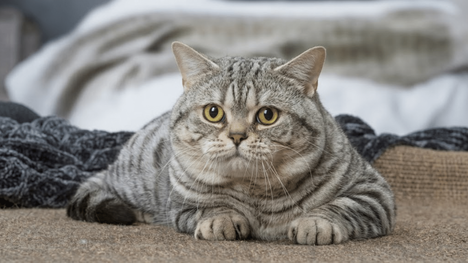 a chubby grey tabby cat with big yellow eyes lies down on a textured brown surface with blankets blurred behind it