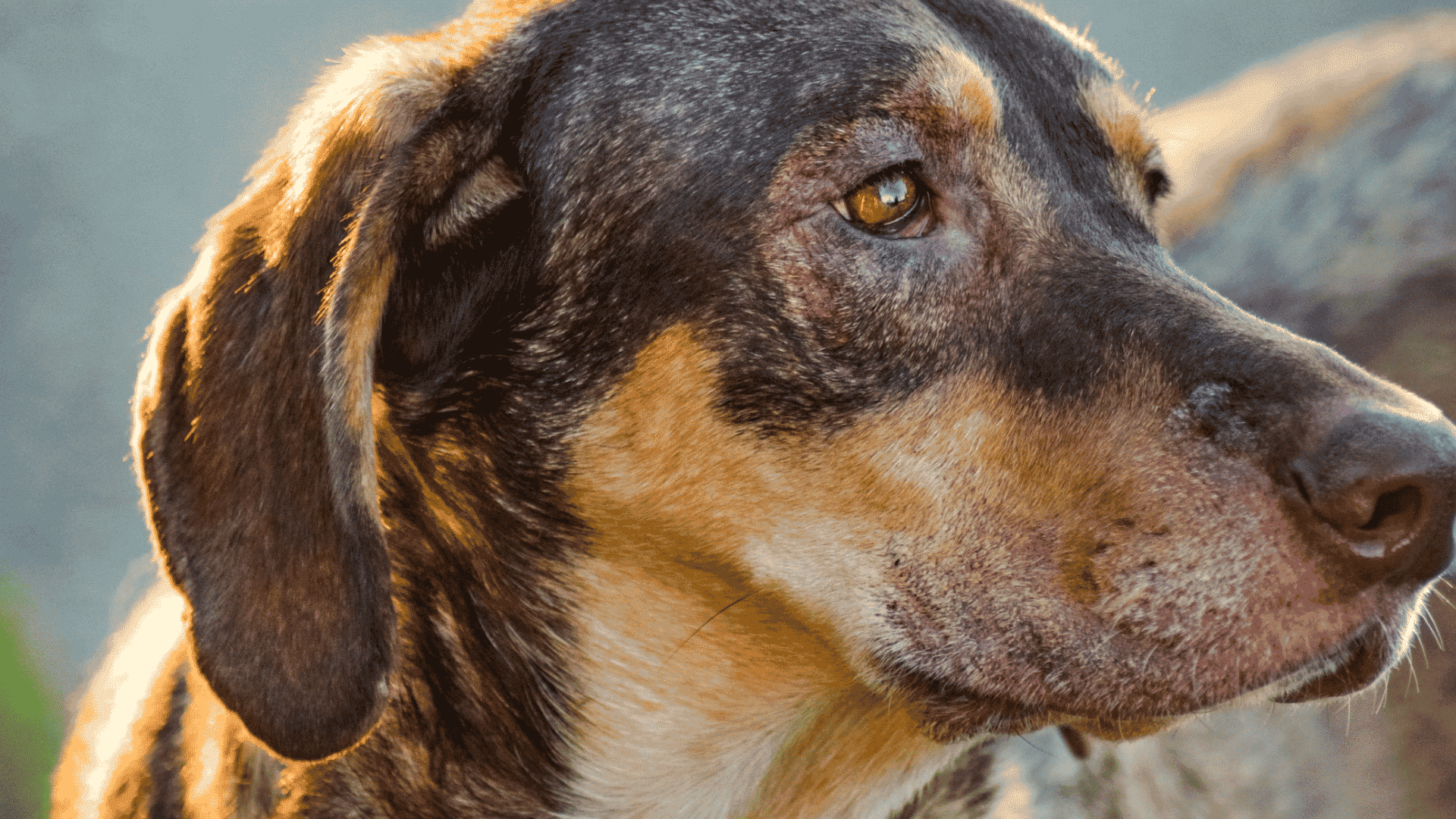 a close up of a black and tan dog with irritated skin around the eye and muzzle looking alert in soft outdoor light