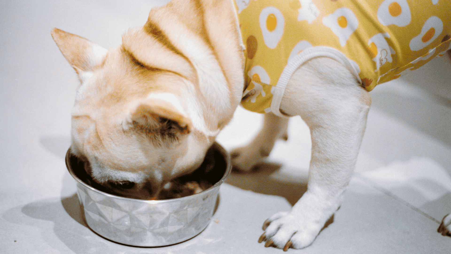 a cream colored french bulldog wearing a yellow shirt eats from a metal bowl while standing on a clean indoor floor