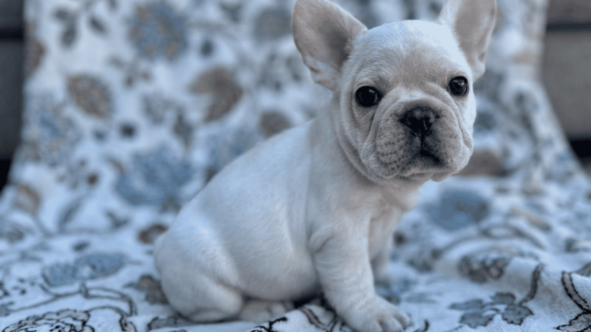 a cream french bulldog close up outdoors with tongue out and bright eyes in a grassy yard (1)