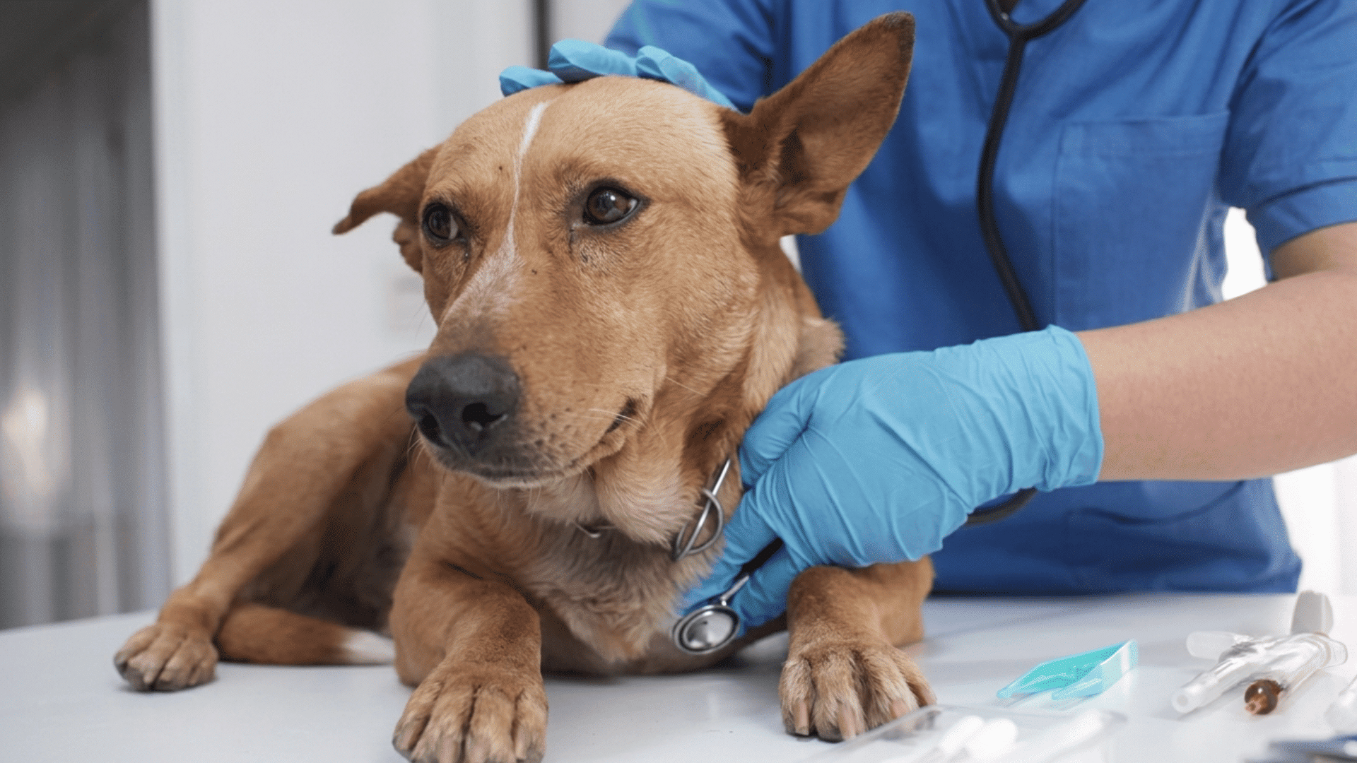 a dog lying on a table being examined by a person in blue gloves using a stethoscope