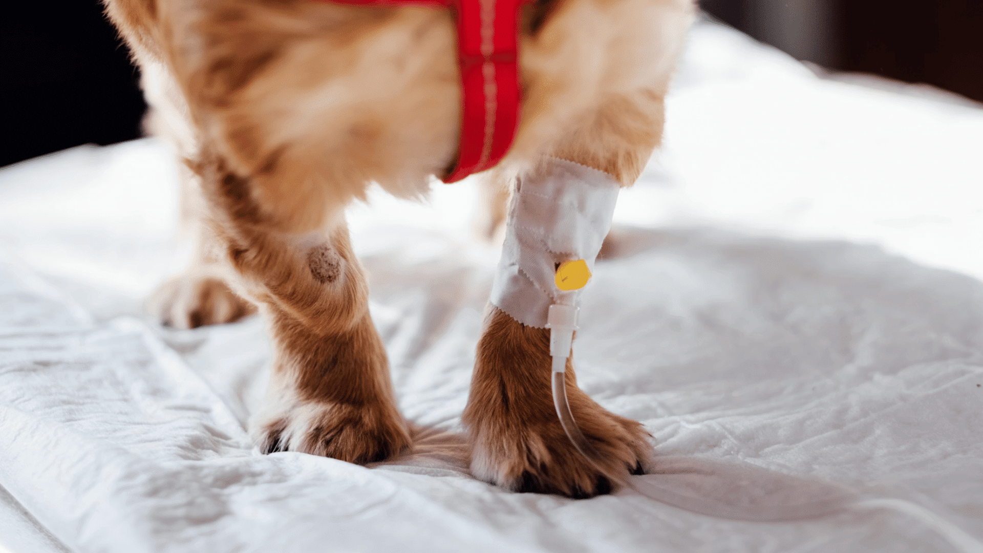 a dog standing on a medical pad with an iv catheter secured to its front leg during veterinary treatment