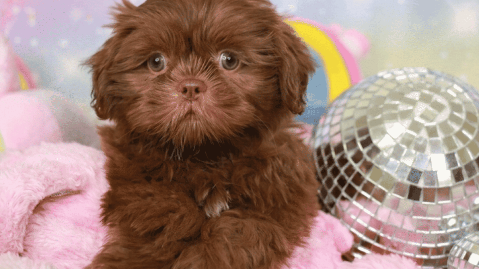 a fluffy brown shih tzu puppy lies on a soft pink blanket beside a silver disco ball with colorful toys in the background