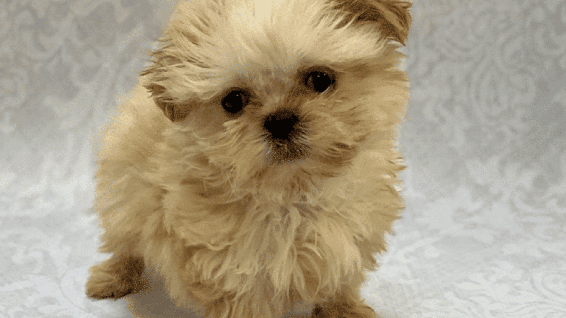 a fluffy cream colored shih tzu puppy stands on a white patterned backdrop looking toward the camera with a curious expression