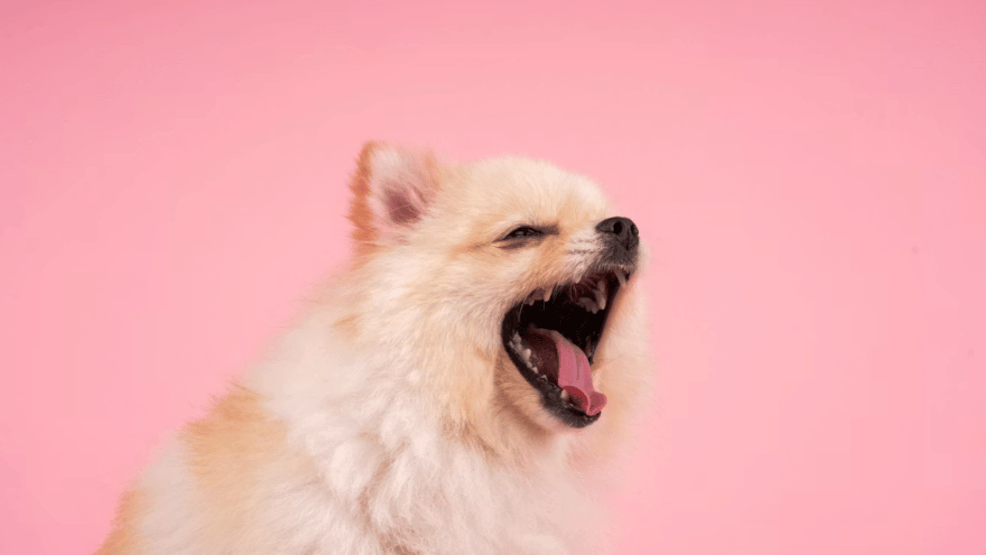 a fluffy cream pomeranian wheezing  with mouth wide open against a pink background in a studio style portrait (1)