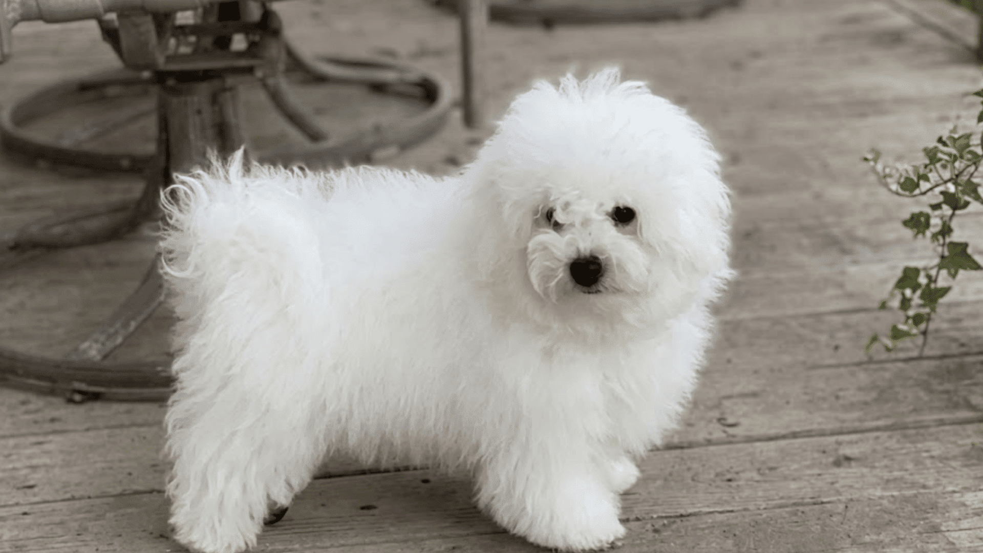 a fluffy white bolognese puppy standing on a wooden deck looking toward the camera beside a potted plant (1)