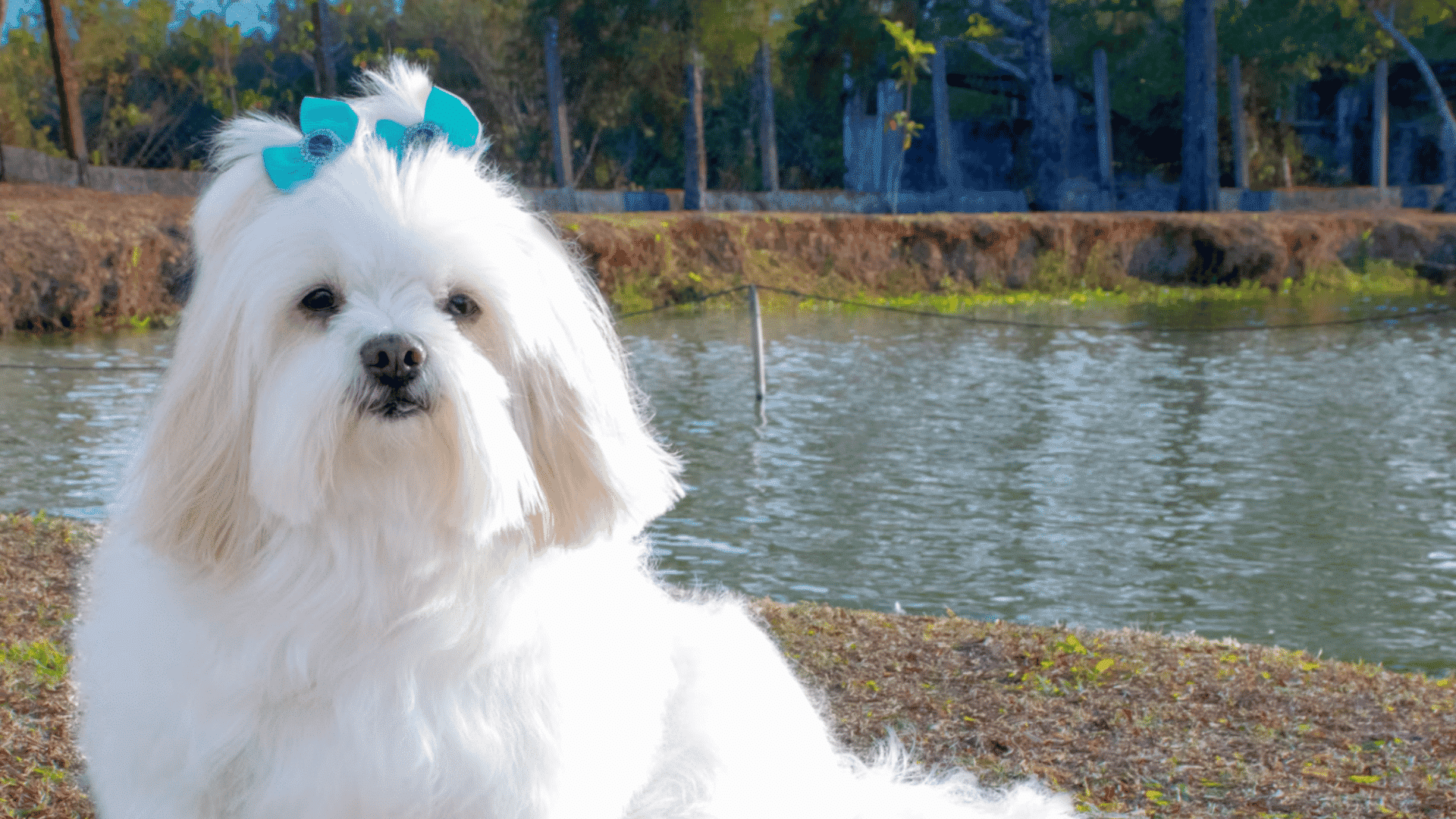 a fluffy white maltese with blue bows sits beside a calm pond with trees in the background on a sunny day