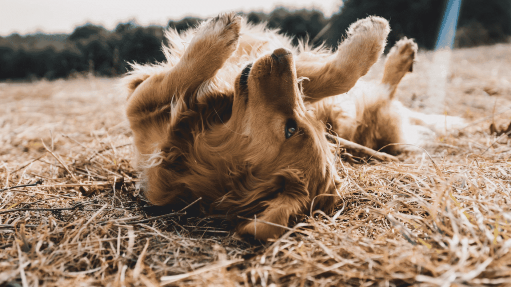 a golden dog rolling on its back in dry grass with paws raised and sunlight shining through its fur