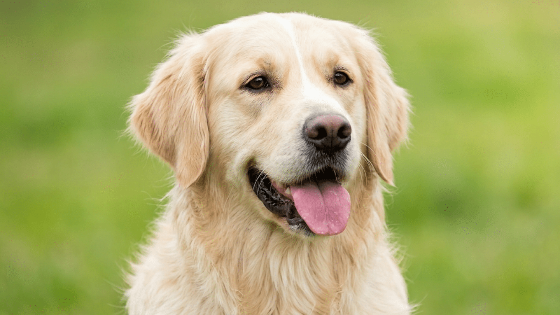 a golden retriever sitting outdoors with its mouth open and tongue out looking ahead against a soft green blurred background
