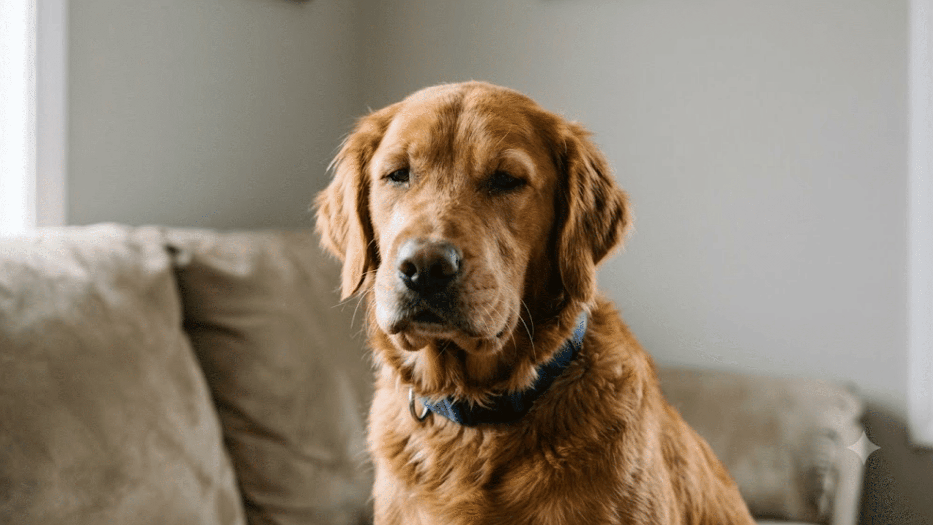 a golden retriever wearing a blue collar sitting indoors with a calm expression in front of a light colored couch and wall