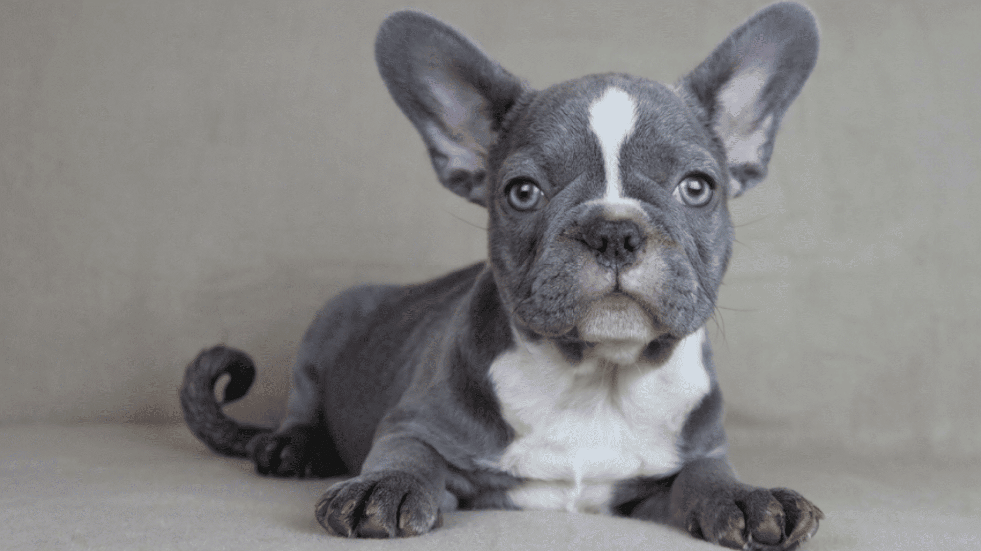 a gray and white french bulldog puppy lying on a couch and looking forward with pale blue eyes