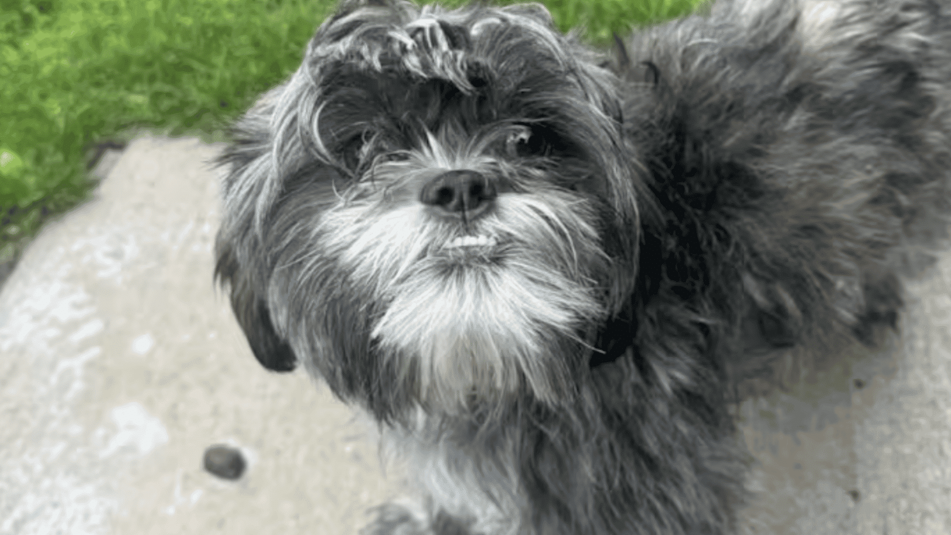 a gray and white shih tzu stands on a wet patio looking up with a curious expression beside a grassy lawn